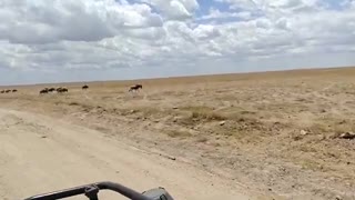 Experience the Maasai Mara Safari Up Close with Lions, Zebras, and Giraffes