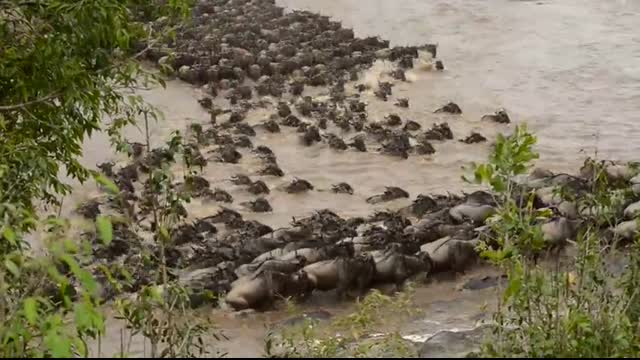 Wildebeest crossing Mara River at Entim Camp