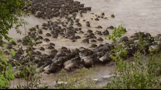 Wildebeest crossing Mara River at Entim Camp