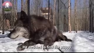 This Man Keeps the Largest Wolves in the World As Pet