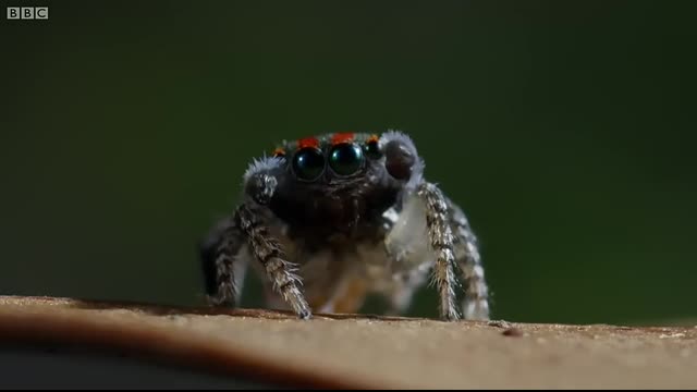 Spider Dances For His Life!!   Life Story   BBC
