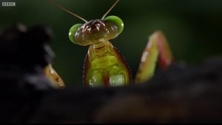 Spider Dances For His Life!!   Life Story   BBC