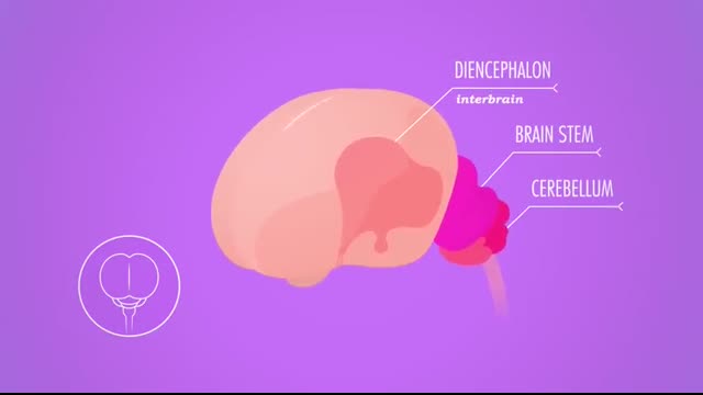 Central Nervous System Crash Course Anatomy & Physiology #11