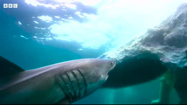 Sharks Feast On Whale   4K UHD   Blue Planet II   BBC Earth