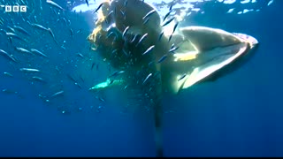 Sharks Feast On Whale   4K UHD   Blue Planet II   BBC Earth