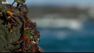Crab vs Eel vs Octopus   Blue Planet II   BBC Earth