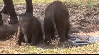 Top Ten Baby Elephants At Play - Elephantnews