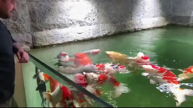 Building The Most Amazing Indoor Koi Pond With Fish  DIY