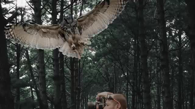 Most Dangerous Birds on Earth