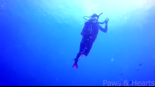 Whale's Body Was Covered in Thousands of Barnacles. What the Diver Did Next Left Everyone Speechless