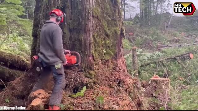 Extreme Dangerous Fastest Big Chainsaw Cutting Tree Machines   Monster Stump Removal Excavator #11