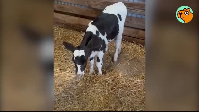 Baby Cow Was Alone Until Owner Found Her Bestie   Cuddle Buddies