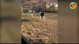 Baby Cow Was Alone Until Owner Found Her Bestie   Cuddle Buddies