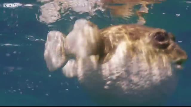 Dolphins Play Catch with a Pufferfish!   Spy In The Wild   BBC Earth