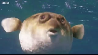 Dolphins Play Catch with a Pufferfish!   Spy In The Wild   BBC Earth