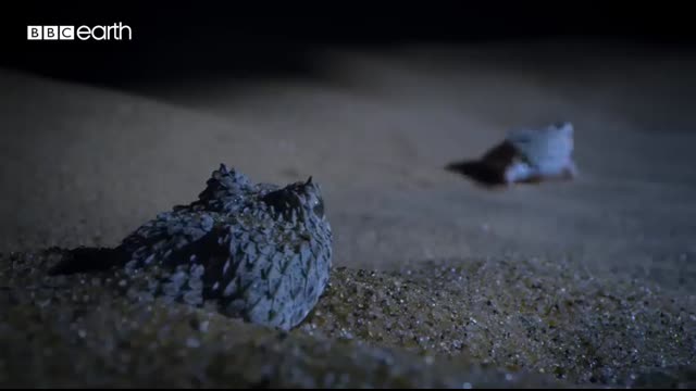 Tiny Frog Faces Night Full Of Terrors   Eden Untamed Planet   BBC Earth