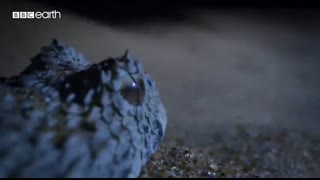 Tiny Frog Faces Night Full Of Terrors   Eden Untamed Planet   BBC Earth