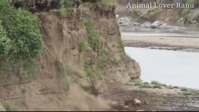 Wildebeest Crossing Mara River Masai Mara Migration Wildebeest Migration Masai Mara River Kenya