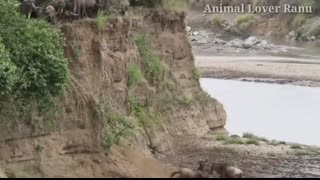 Wildebeest Crossing Mara River Masai Mara Migration Wildebeest Migration Masai Mara River Kenya