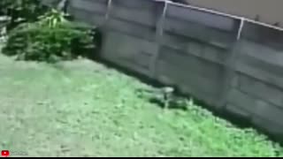 When Thieves Rob The WRONG House!