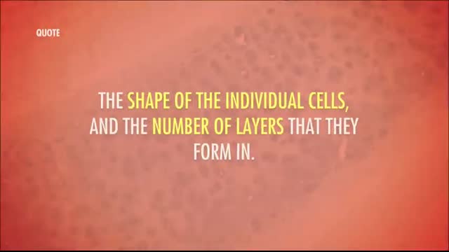 Tissues, Part 2 - Epithelial Tissue Crash Course Anatomy & Physiology #3