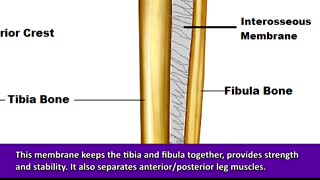 Tibia and Fibula Anatomy of Leg Bones   Anatomy & Physiology