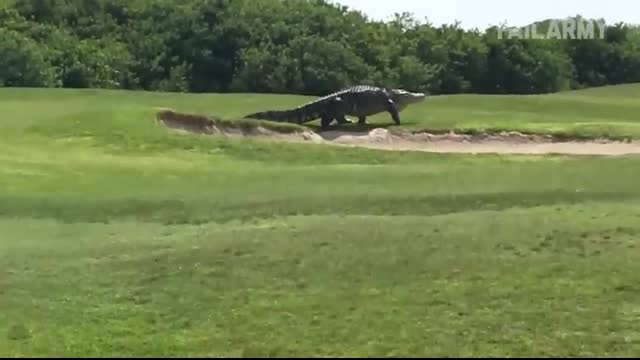 Damn Nature You Scary   Funny Scary Animal Encounters