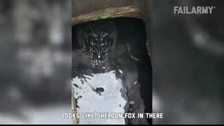 Damn Nature You Scary   Funny Scary Animal Encounters