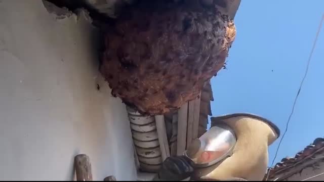 GIANT MURDER HORNET HUGE NEST REMOVAL INSIDE HOUSE,VESPA MANDARINIA,WASP MASSIVE,YELLOW JACKETS