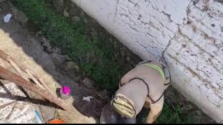 GIANT MURDER HORNET HUGE NEST REMOVAL INSIDE HOUSE,VESPA MANDARINIA,WASP MASSIVE,YELLOW JACKETS