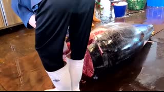 How He Cuts This 478kg GIANT Bluefin Tuna Will Blow Your Mind #MonsterTuna