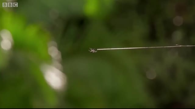 Amazing spider baffles scientists with huge web   The Hunt - BBC