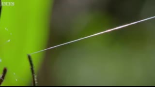 Amazing spider baffles scientists with huge web   The Hunt - BBC