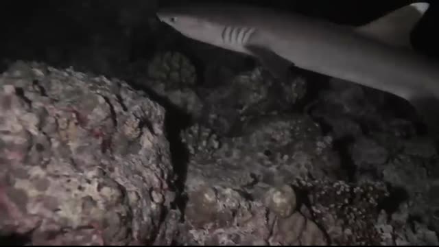 The Doña Paz Ferry Disaster That Killed 4,300 (Documentary)