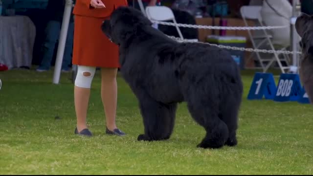 TOP TEN LARGEST DOG BREEDS