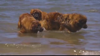 TOP TEN LARGEST DOG BREEDS