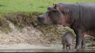 Mother Hippo Fights to Protect Her Calf   Natural World   BBC Earth