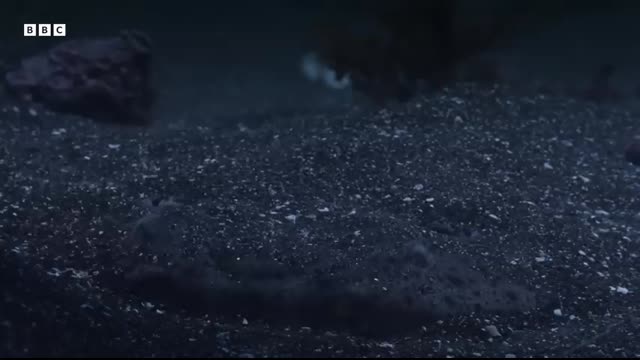 Horn Shark Escapes Being Eaten Alive   Planet Earth III   BBC Earth