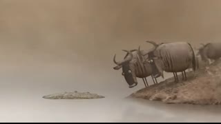 Wildebeest from Birdbox Studio