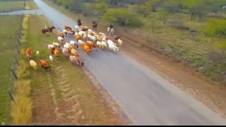 20 Biggest Bulls in the World