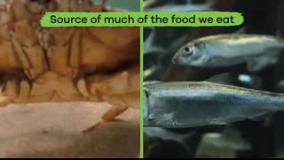 Importance of Oceans for Kids   Learn why Earth's oceans are so significant