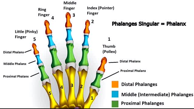 Hand Bones & Wrist Bones (Phalanges, Carpals, Metacarpals) Anatomy and Physiology