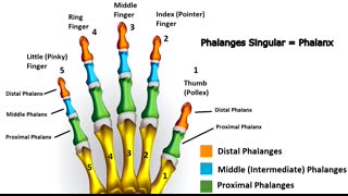 Hand Bones & Wrist Bones (Phalanges, Carpals, Metacarpals) Anatomy and Physiology