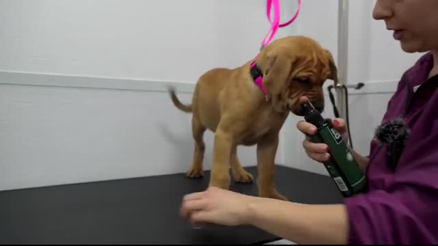 Adorable CHONKY Wrinkly Rescue Bully Puppies ?