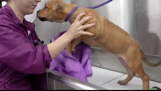 Adorable CHONKY Wrinkly Rescue Bully Puppies ?