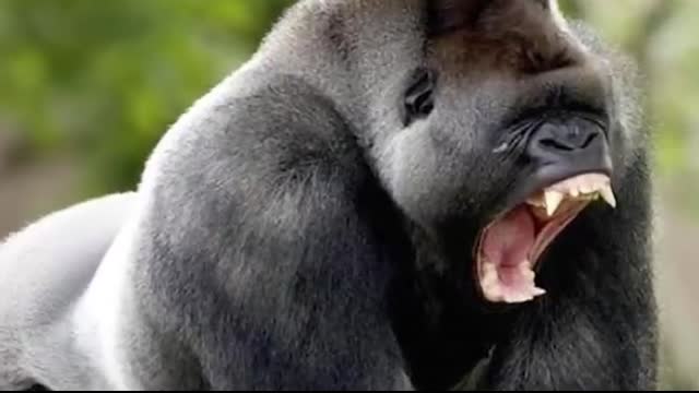 Gorilla VS Grizzly Bear - Who Would ACTUALLY Win