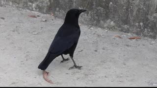 Crows VS Ravens   What Are The Differences