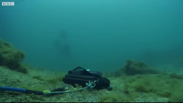 Dolphins React to Bizarre Bubbles   Ocean Giants   BBC Earth