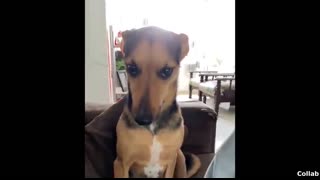 Best Dog Videos of the Decade