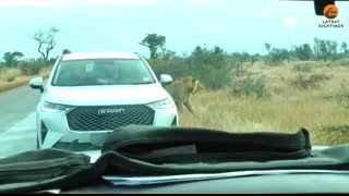 Lions Come Across Wild Dog Puppies Busy Moving Dens
